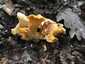 Halvány rókagomba (Cantharellus pallens), Pilis